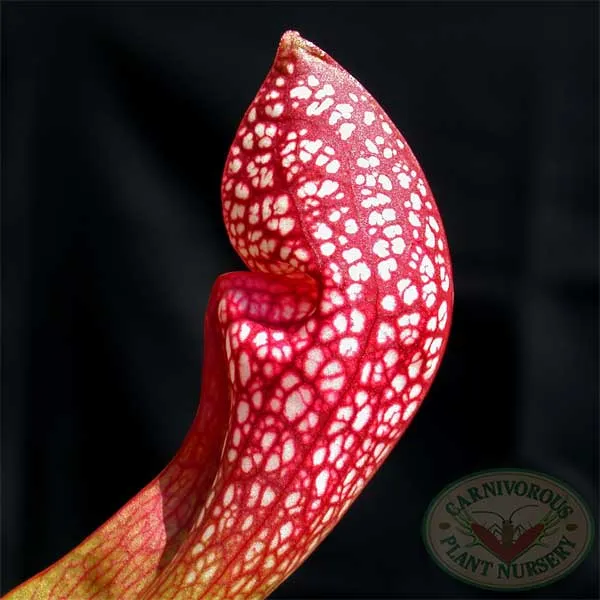 Sarracenia x Scarlet Belle