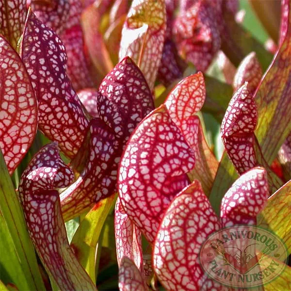 Sarracenia x Scarlet Belle