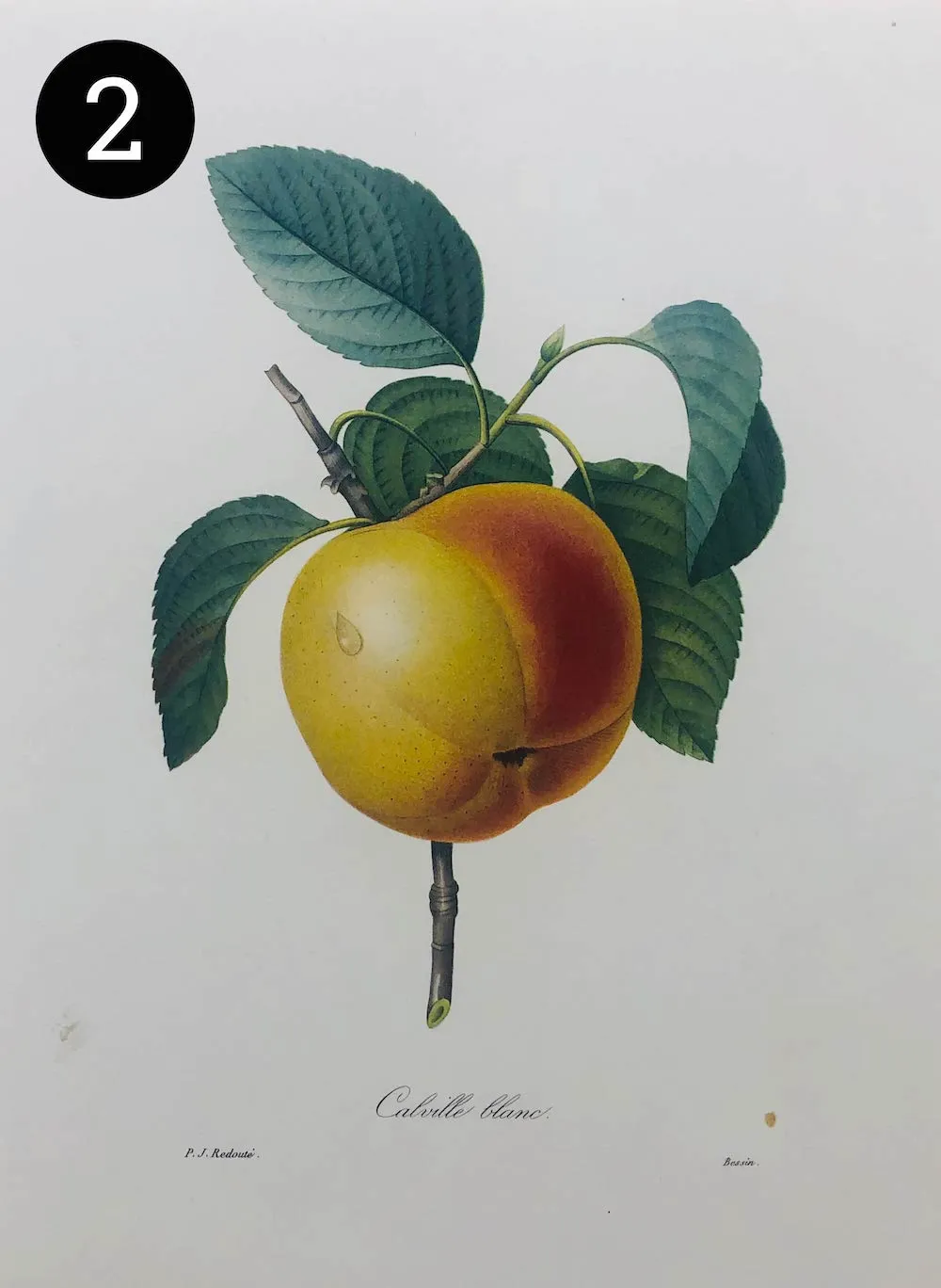 Vintage Fruit Prints